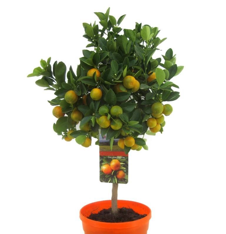 CALAMONDIN 50/70 CM